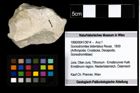 Foto (Objekt + Etiketten) von Goniodromites bidentatus (Reuss, 1859) 